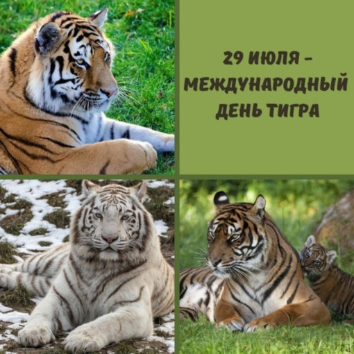 Международный день тигра Международный день тигра.